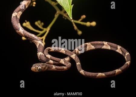 Eine nachtaktive Schlange der Neotropis, der blunthead tree snake (Imantodes cenchoa). Diese Schlangen bewegen sich die Bäume und Büsche auf der Suche nach Essen. Stockfoto