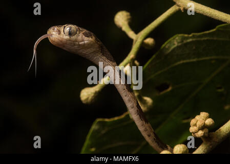 Eine nachtaktive Schlange der Neotropis, der blunthead tree snake (Imantodes cenchoa). Diese Schlangen bewegen sich die Bäume und Büsche auf der Suche nach Essen. Stockfoto