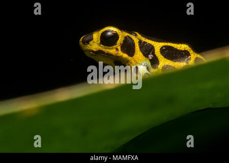Einen kleinen Pfeilgiftfrosch (Ranitomeya Imitator) eine Art, die man auf der Miniaturansicht gift Frösche werden auf ein Blatt im peruanischen Dschungel betrachtet wird. Stockfoto