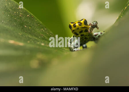 Einen kleinen Pfeilgiftfrosch (Ranitomeya Imitator) eine Art, die man auf der Miniaturansicht gift Frösche werden auf ein Blatt im peruanischen Dschungel betrachtet wird. Stockfoto