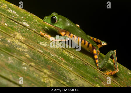 Ein Tiger bein Laubfrosch aus der Nähe von Tarapoto, Peru. Diese Art lebt in den Bäumen und kann in Amazonas Südamerika gefunden werden. Stockfoto