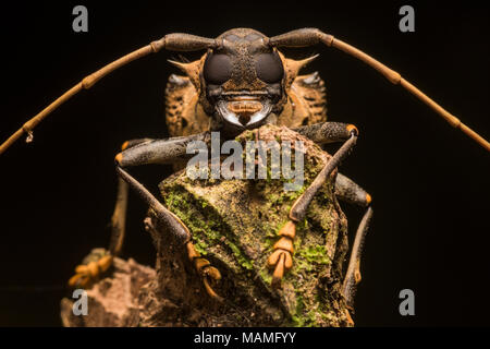 Ein tropischer Käfer portrait aus den peruanischen Dschungel in der Nähe von Tarapoto, einem beeindruckenden Käfer noch mehr, wenn bis zu schließen.