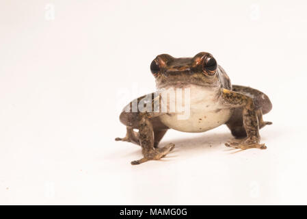 Obwohl nicht so bunt wie viele Frösche vergiften, Rakete, Frösche und vor allem das Los tayos Rocket frog sind noch sehr charismatisch. Auf weiß isoliert. Stockfoto