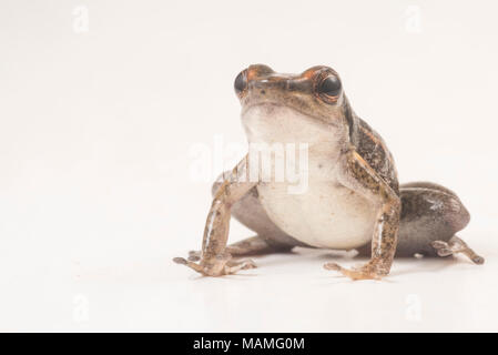 Obwohl nicht so bunt wie viele Frösche vergiften, Rakete, Frösche und vor allem das Los tayos Rocket frog sind noch sehr charismatisch. Auf weiß isoliert. Stockfoto