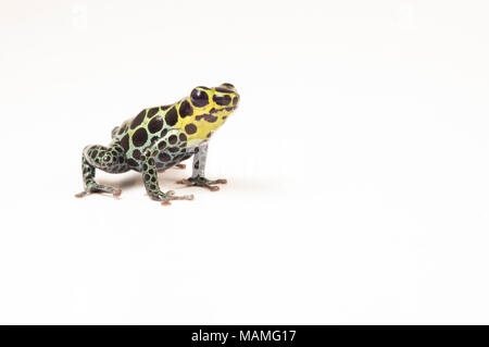 Ein Splash Back Pfeilgiftfrosch (Ranitomeya variabilis) ist einer der winzigen thumbnail Gift Frösche. Es sieht ähnlich aus R. Imitator, ein mullerian nachahmen. Stockfoto