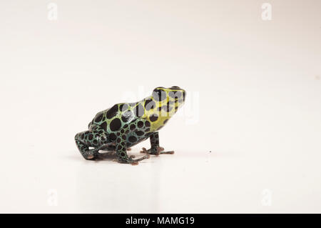 Ein Splash Back Pfeilgiftfrosch (Ranitomeya variabilis) ist einer der winzigen thumbnail Gift Frösche. Es sieht ähnlich aus R. Imitator, ein mullerian nachahmen. Stockfoto