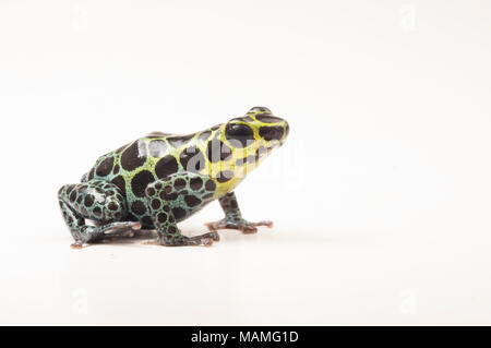 Ein Splash Back Pfeilgiftfrosch (Ranitomeya variabilis) ist einer der winzigen thumbnail Gift Frösche. Es sieht ähnlich aus R. Imitator, ein mullerian nachahmen. Stockfoto