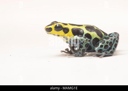 Ein Splash Back Pfeilgiftfrosch (Ranitomeya variabilis) ist einer der winzigen thumbnail Gift Frösche. Es sieht ähnlich aus R. Imitator, ein mullerian nachahmen. Stockfoto