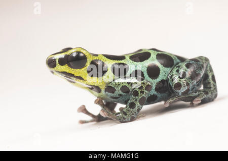 Ein Splash Back Pfeilgiftfrosch (Ranitomeya variabilis) ist einer der winzigen thumbnail Gift Frösche. Es sieht ähnlich aus R. Imitator, ein mullerian nachahmen. Stockfoto