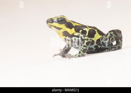 Ein Splash Back Pfeilgiftfrosch (Ranitomeya variabilis) ist einer der winzigen thumbnail Gift Frösche. Es sieht ähnlich aus R. Imitator, ein mullerian nachahmen. Stockfoto