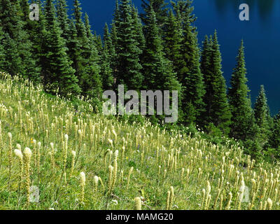 Eunice See bei Mt Rainier NP in WA Stockfoto