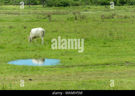 Campeche, Florianopolis, Brasilien. Februry, 2018. Weiße kuh weide- und seine Reflexion über eine Wasserpfütze. Stockfoto