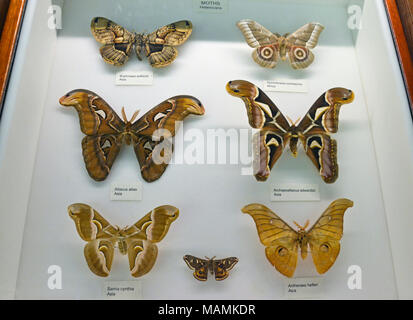 Motte Vitrine am Natural History Museum at Tring, Großbritannien. Stockfoto