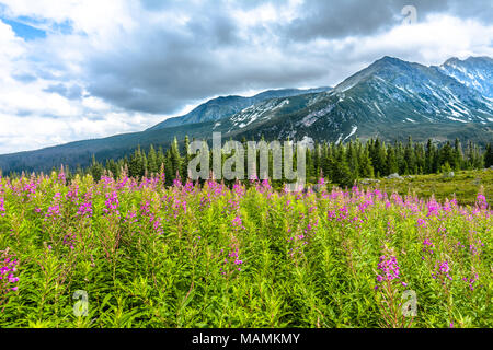 Hohe Berge, Landschaft mit Sommer Berg Blumen auf Feld, Hala Gasienicowa, beliebte Touristenattraktion in Tatra, Polen Stockfoto