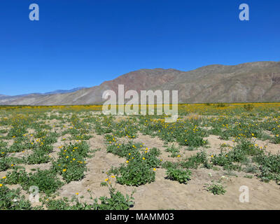 Henderson Canyon mit Wildblumen an Anza-Borrego Desert SP in CA Stockfoto