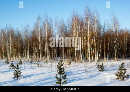 Winter Birkenwald mit kleinen Kiefern Stockfoto