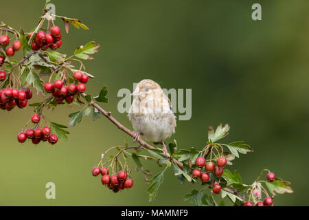 Goldfinch; Carduelis carduelis einzelne Junge auf Hawthorn Tree Cornwall, UK Stockfoto