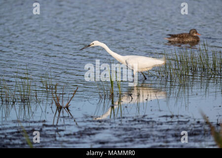 Seidenreiher, Egretta garzetta Single; Stalking Lancashire, Großbritannien Stockfoto