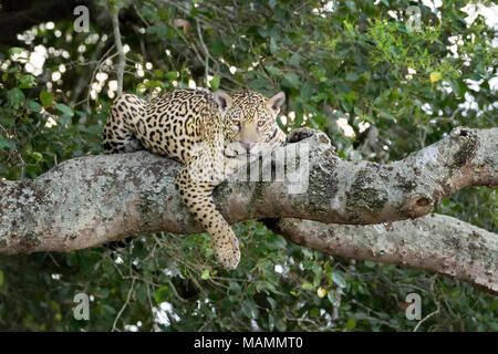 Jaguar (Panthera onca) liegen im Baum, Kamera, Pantanal, Mato Grosso, Brasilien Stockfoto