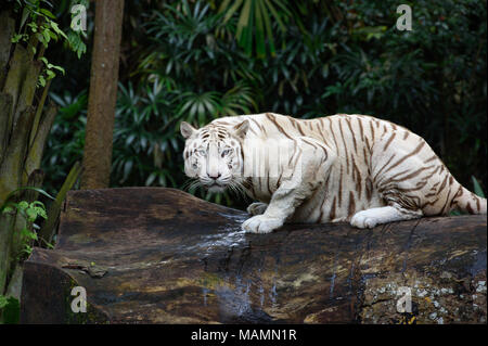 Tiger im Dschungel. White Bengal Tiger auf Baumstamm mit Wald auf Hintergrund Stockfoto