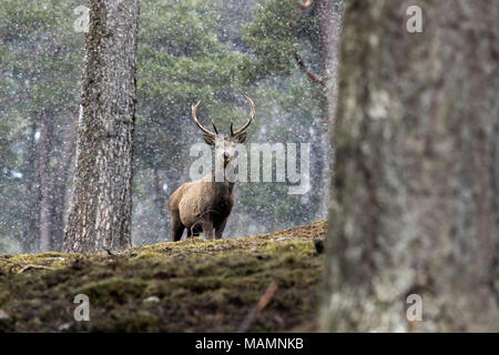 Red Deer; Cervus elaphus Single; Hirsch in Schnee Schottland; VEREINIGTES KÖNIGREICH Stockfoto