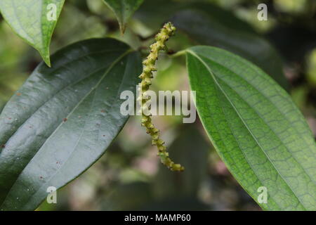 In der Nähe von frischem Leben Piper nigrum Pfefferkörner (schwarzer Pfeffer) Blume auf seinem Baum. Piper nigrum ist eine blühende Weinstock in der Familie Piperaceae. Stockfoto