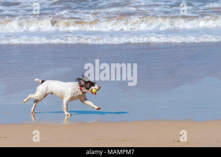 Ein Springer Spaniel läuft mit einer Kugel in den Mund auf den Fistral Beach in Newquay Cornwall. Stockfoto