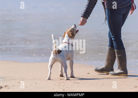 Ein Hundehalter einen Jack Russell Terrier. Stockfoto