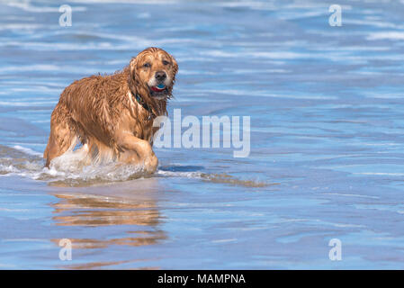 Ein Golden Retriever Abrufen einer Kugel aus dem Meer. Stockfoto