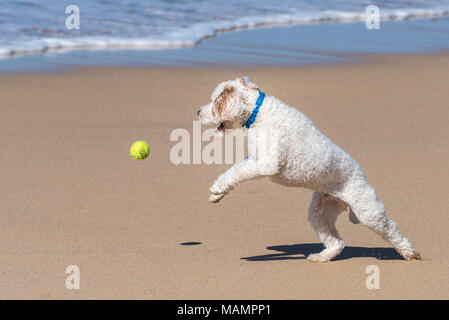 Ein Cockapoo spielen mit einem Ball auf einem Strand. Stockfoto