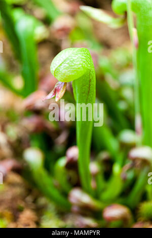 Cobra Lily, Kobratrumpet (Darlingtonia californica) Stockfoto