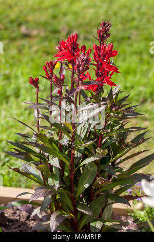 'Fan Scharlach, Scharlach, Scharlach Tief' Kardinal Blume, Rabattlobelia (Lobelia speciosa) Stockfoto