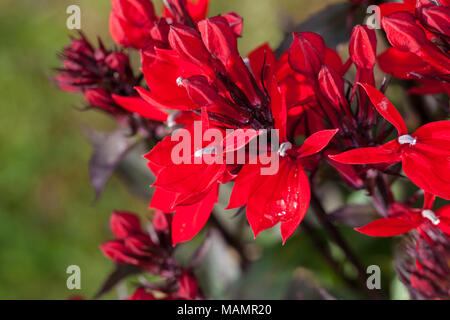 'Fan Scharlach, Scharlach, Scharlach Tief' Kardinal Blume, Rabattlobelia (Lobelia speciosa) Stockfoto