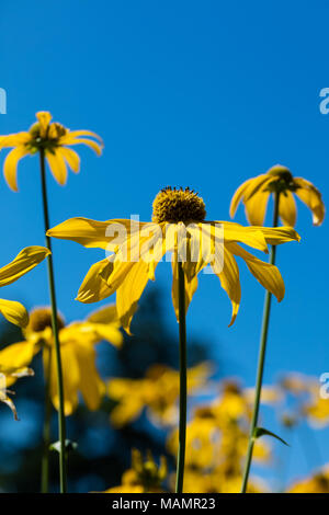 Cutleaf coneflower, Höstrudbeckia (Rudbeckia baumannii) Stockfoto