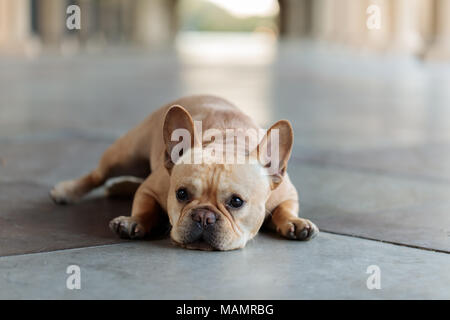 Französische Bulldogge unten auf dem Boden liegt. Stockfoto