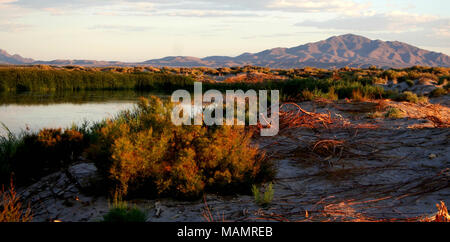 Ash Meadows NWR. Ash Meadows National Wildlife Refuge, Juni 18, 1984, ungefähr 90 Meilen nordwestlich von Las Vegas im Amargosa Valley im Süden von Nye County, Nevada, gelegen. Bisher wurden über 23.000 Hektar Quelle gespeiste Feuchtgebiete und alkalischen Wüste Hochländer, sind durch die US-amerikanischen Fisch und Wildlife Service verwaltet. Die Zuflucht bietet Lebensraum für mindestens 24 Pflanzen und Tiere, die nirgendwo sonst auf der Welt gefunden. Vier Fische und eine Pflanze sind derzeit als stark gefährdet aufgeführt. Diese Konzentration der Indigenen leben unterscheidet Ash Meadows NWR eine stärkere Konzentration der endemisch Leben t Stockfoto