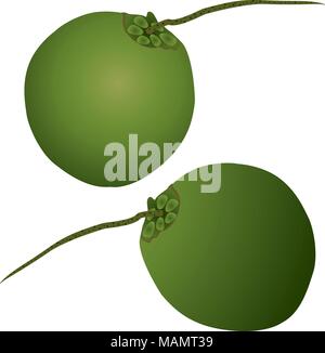 Coconut Produktion Kopra, Kokosöl, und Coco Chemikalien. Stock Vektor