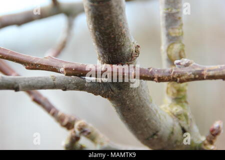 Malus. Reiben Zweige eines reifen Apfelbaum vor der Beschneidung, Großbritannien Stockfoto