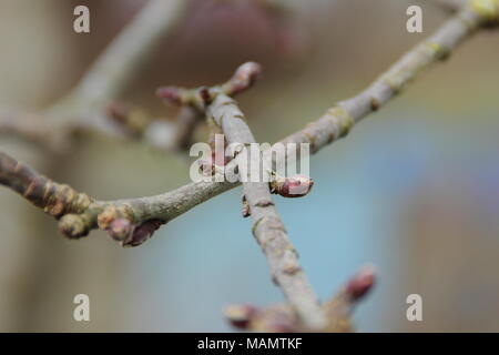 Malus. Reiben Zweige eines reifen Apfelbaum vor der Beschneidung, Großbritannien Stockfoto