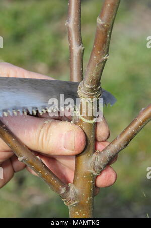 Beschneidung Malus. Prägende Beschneidung von einem zwei Jahre alten freistehenden Apfelbaum mit einer Beschneidung sah eine ausgewogene Filialnetz, UK zu erstellen Stockfoto