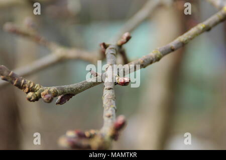 Malus. Reiben Zweige eines reifen Apfelbaum vor der Beschneidung, Großbritannien Stockfoto