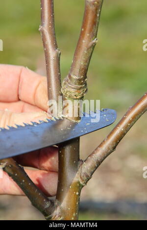 Beschneidung Malus. Prägende Beschneidung von einem zwei Jahre alten freistehenden Apfelbaum mit einer Beschneidung sah eine ausgewogene Filialnetz, UK zu erstellen Stockfoto