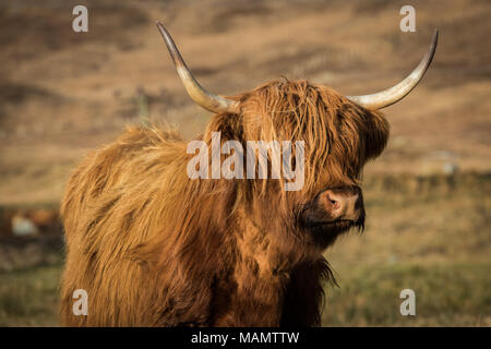 Die Hochlandrinder grasen auf Felder und genießen Sie die Frühlingssonne in den schottischen Highlands Stockfoto