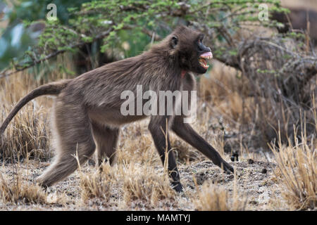 Gelada baboon (Theropithecus Gelada), Debre Libanos, Äthiopien Stockfoto