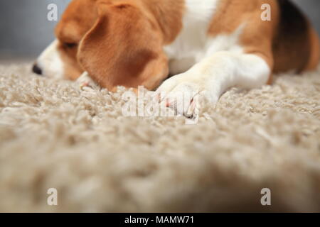 Ausschreibung Hintergrund der Geborgenheit. Beagle Hund schlafen auf weichen, flauschigen Teppich. Hund Pfote auf Teppich close-up. Stockfoto