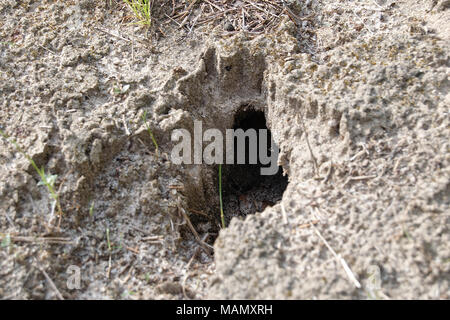 Schlange oder Kaninchen Loch im Boden von sandiger Lehm Stockfoto