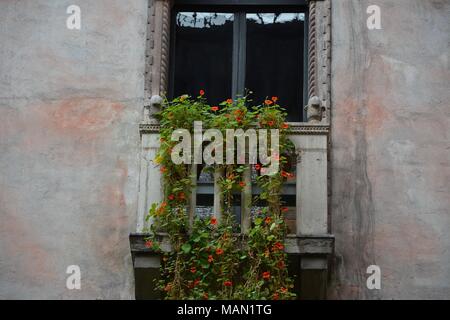 Die hängenden Nasturtiums in das Atrium des Isabella Stewart Gardner Museum im Fenway Viertel von Boston, Massachusetts, USA. Stockfoto