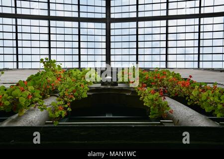 Die hängenden Nasturtiums in das Atrium des Isabella Stewart Gardner Museum im Fenway Viertel von Boston, Massachusetts, USA. Stockfoto