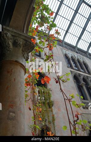 Die hängenden Nasturtiums in das Atrium des Isabella Stewart Gardner Museum im Fenway Viertel von Boston, Massachusetts, USA. Stockfoto