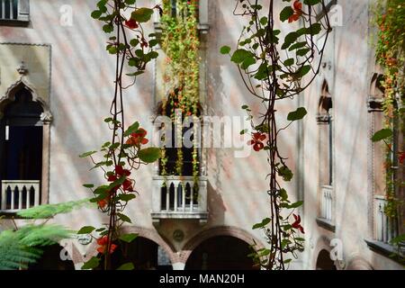 Die hängenden Nasturtiums in das Atrium des Isabella Stewart Gardner Museum im Fenway Viertel von Boston, Massachusetts, USA. Stockfoto